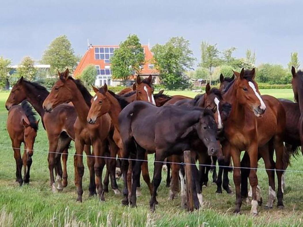 Luxe In Het Hart Friesland